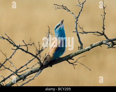 Rullo europea visualizzazione Coracias garrulus Ungheria Foto Stock