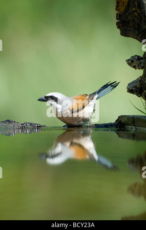 Parte posteriore di colore rosso Shrike Lanius collurio Ungheria Foto Stock