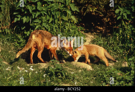 Vulpes vulpes / Red Fox - con i giovani uno in fornt della loro burrow - Foto Stock