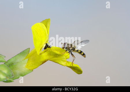 Hover volare sulla Monkey flower Mimulus guttatus Foto Stock