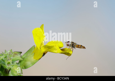 Hover volare sulla Monkey flower Mimulus guttatus Foto Stock