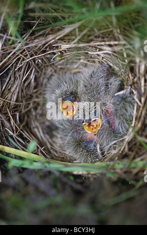 Skylark (Alauda arvensis) pulcini nel nido, mendicante Foto Stock