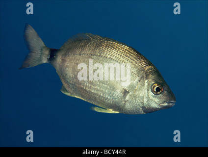 Diplodus annularis / dentice anulare Foto Stock