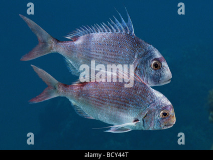 Sparus auratus / orata Foto Stock