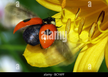 Due macchie coccinella, due macchie Lady Beetle (Adalia bipunctata) su un fiore giallo Foto Stock