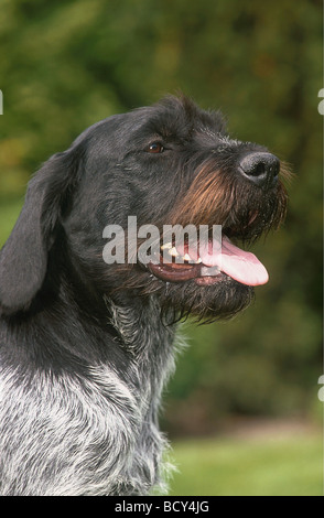 Puntatore con capelli rossi tedesco. Ritratto di cane adulto Foto Stock