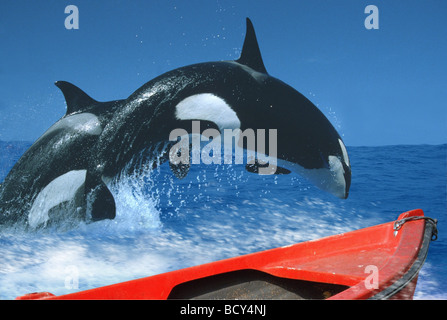 Jumping orca / Killer Whale / Orcinus orca Foto Stock