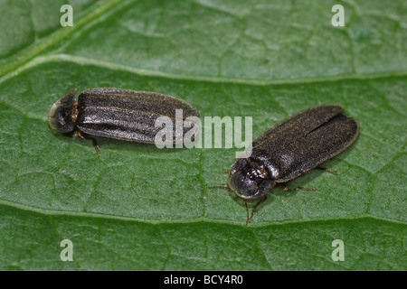 Fireflight delle lucciole lightning bug / Lampyridae Foto Stock