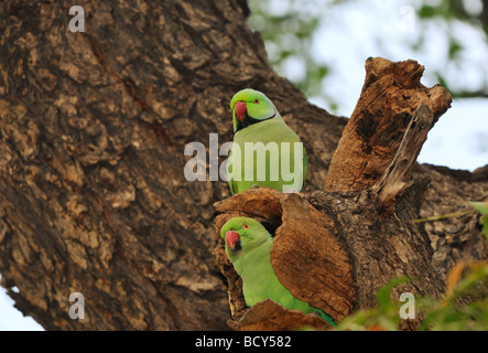 Una coppia accoppiata di rosa-inanellati parrocchetto (Psittacula kramer), chiamato anche Ringnecked parrocchetti, fanno il loro nido in un albero cavo. Foto Stock