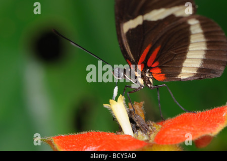 Un postino Butterfly (Heliconius melpomene :) sips il nettare di un rosso fiore tropicale. Foto Stock