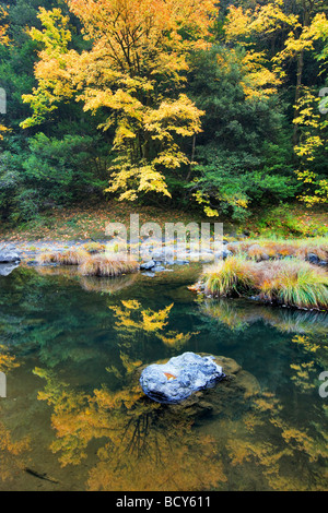 Grandi foglie di acero riflessa nella forcella centrale Coquille River Oregon Foto Stock