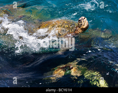 Tartarughe Marine verdi Chelonia Mydas Kauai coast Hawaii Foto Stock