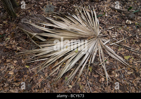 Paynes Prairie preservare parco statale, Micanopy, Florida Foto Stock