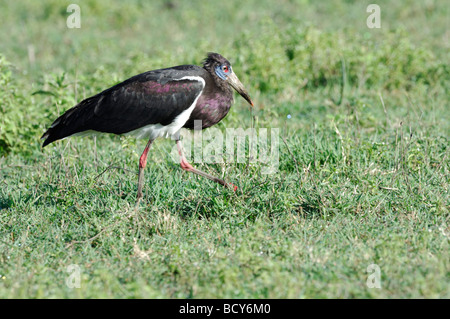 Foto di stock di un abdim's stork camminare attraverso la savana, il cratere di Ngorongoro, Tanzania, febbraio 2009. Foto Stock