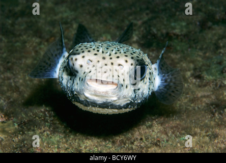 Spot-fin Porcupinefish (Diodon hystrix), frontale, Isole Similan, sul Mare delle Andamane, Thailandia, Asia, Oceano Indiano Foto Stock