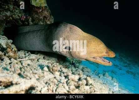 Murena Gigante (Gymnothorax javijancus) nel suo nascondiglio, pericoloso, Isole Similan, sul Mare delle Andamane, Thailandia, Asia, Oceano Indiano Foto Stock