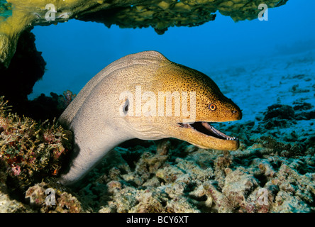 Murena Gigante (Gymnothorax javijancus) affissione aggressivamente nel suo nascondiglio, pericoloso, Isole Similan, sul Mare delle Andamane, Thailandia, Foto Stock