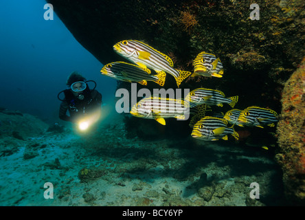 Scuola di Sweetlips orientali (Plectorhinchus orientalis) con subacquei sotto una sporgenza, Isole Similan, sul Mare delle Andamane, Thailandia, Foto Stock