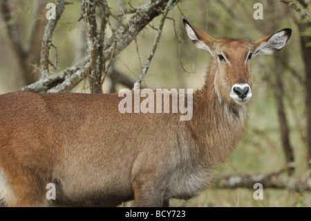 Foto di stock di una femmina di defassa waterbuck in piedi in mezzo al bosco, Serengeti National Park, Tanzania, 2009. Foto Stock