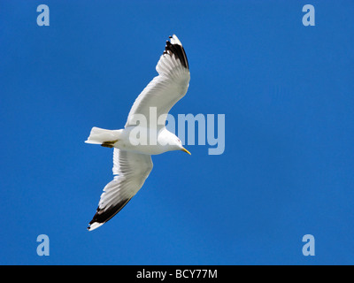 Seagull Flying Overhead Larus canus Foto Stock