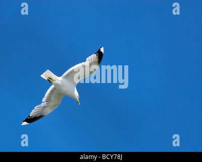 Seagull Flying Overhead Larus canus Foto Stock