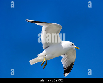 Seagull in volo Larus canus Foto Stock