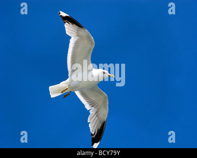 Seagull Flying Overhead Larus canus Foto Stock