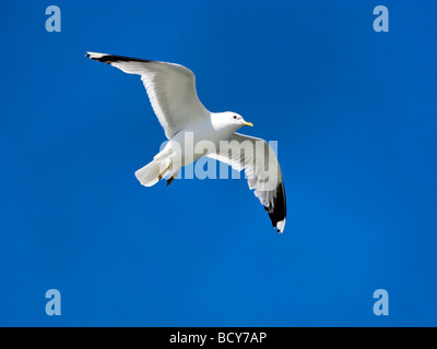 Seagull Flying Overhead Larus canus Foto Stock