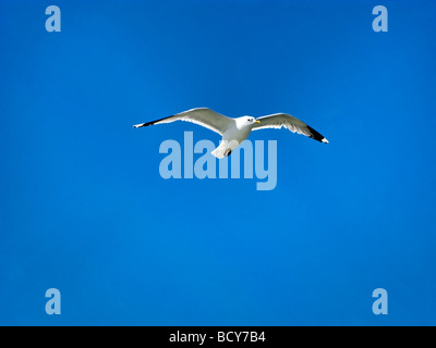 Seagull Flying Overhead Larus canus Foto Stock