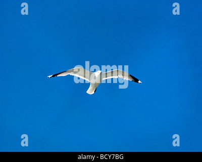 Seagull Flying Overhead Larus canus Foto Stock