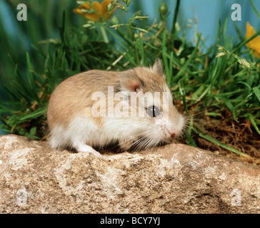 Roborovski criceto nano (Phodopus roborovskii) su una pietra Foto Stock