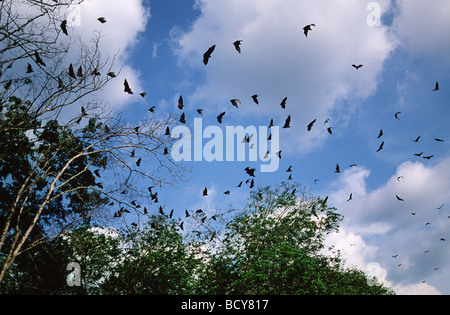 Pteropus giganteus Foto Stock