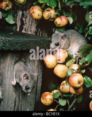 Moscardino commestibili (Glis glis). Coppia in un albero di mele con mele mature Foto Stock