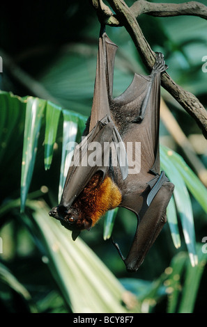 Pteropus vampyrus / battenti cane / kalong / largo flying fox Foto Stock