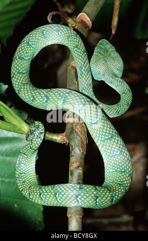 Wagleri trimeresurus / Wagler's pit viper / palm viper Foto Stock