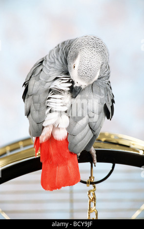 Congo pappagallo grigio (Psittacus erithacus). Adulto in piedi sul Foto Stock