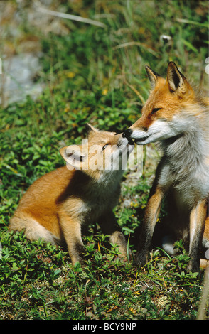 Red Fox con cub - smooching / Vulpes vulpes Foto Stock