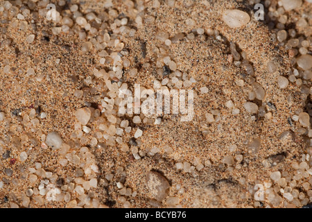 Peringueys sommatore sommatore sidewinding Bitis peringueyi nasconde nella sabbia del deserto del Namib Namibia Foto Stock