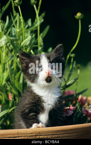 Il gatto domestico . Bianco e nero gattino in una cassetta per fiori Foto Stock