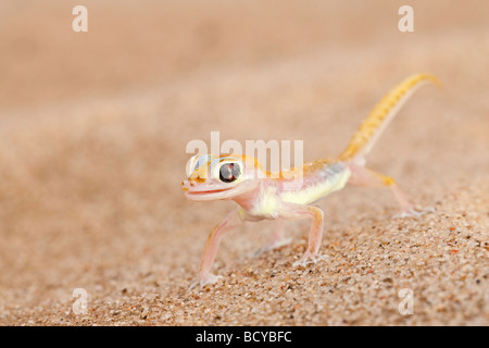 Gecko Webfooted Palmatogecko blocchi rangei Namib Desert Namibia Foto Stock