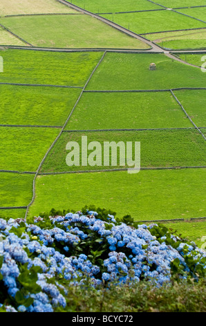 I campi agricoli nell'isola di Terceira nelle Azzorre Foto Stock