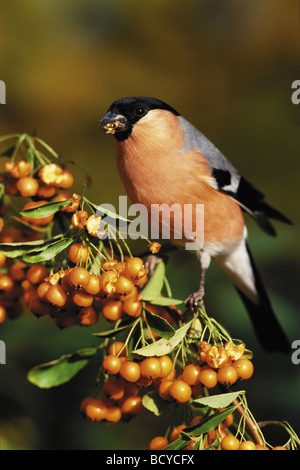 Bullfinch (Pyrhula pirrhula). Alimentazione maschile su bacche di Firethorn Foto Stock