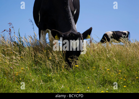 Il frisone il pascolo di bestiame nel selvaggio fiore Prato, nella contea di Waterford, Irlanda Foto Stock