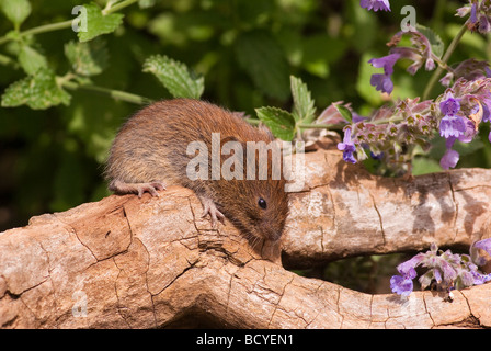 Campo Vole (Microtus agrestis) Foto Stock