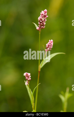 Redshank, persicaria maculosa (Polygonum pericaria), millefiori, Valle della flotta, Dumfries & Galloway, Scozia Foto Stock