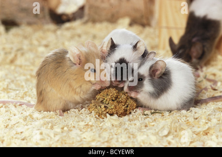 Fancy mouse, House mouse (Mus musculus domesticus). Tre topi che mangiano miglio Foto Stock