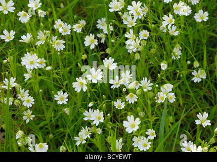 Maggiore Stitchwort, stellaria holostea, calmente boschi, Gatehouse of Fleet, Dumfries & Galloway, Scozia Foto Stock