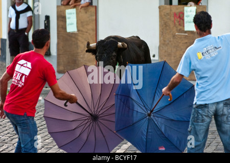 Corda tradizionali corride all'isola Terceira nelle Azzorre Foto Stock