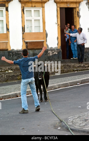 Corda tradizionali corride all'isola Terceira nelle Azzorre Foto Stock