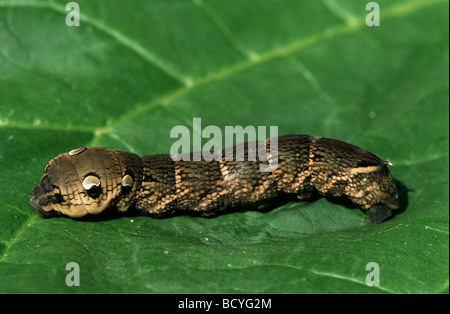 Caterpillar - elephant hawkmoth sulla lamina / Deilephila elpenor Foto Stock